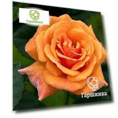 Роза Эрз флорибунда, Imperial Rose