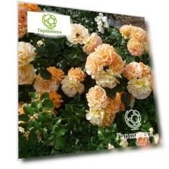 Роза Филгри флорибунда, Imperial Rose