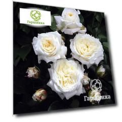 Роза Флорентине флорибунда, Imperial Rose