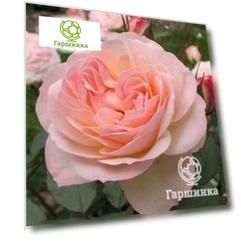 Роза Фондант флорибунда, Imperial Rose