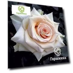 Роза Карл Хениз Ханиш чайно-гибридная, Imperial Rose