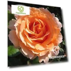 Роза Компассион плетистая, Imperial Rose
