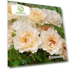 Роза Лунаки кустарниковая