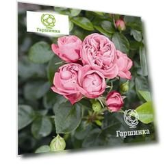 Роза Плей Кет кустарниковая
