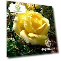 Роза Равенна кустарниковая