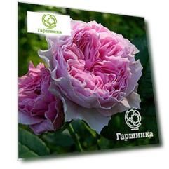 Роза Роуз Лайт кустарниковая, Imperial Rose