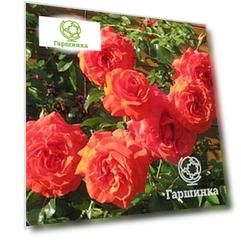 Роза Салита плетистая, Imperial Rose