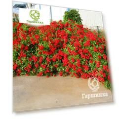 Роза Скарлет Мейланд Декор почвопокровная, Imperial Rose