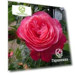 Роза Темпера плетистая, Imperial Rose