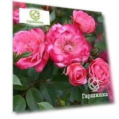 Роза Тини Вини миниатюрная, Imperial Rose