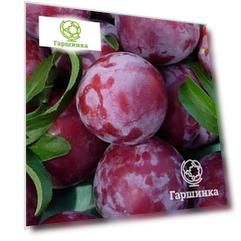 Слива китайская Обильная