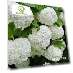 Калина Бульденеж
