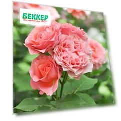 Роза парковая Корал Желе