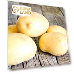 Семенной картофель "Импала", 25 кг +/- 10%, СуперЭлита