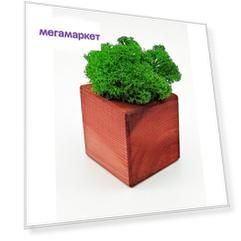 Стабилизированный мох в деревянном кашпо, красное дерево, "Бриовуд", "Forest Green", 12 см