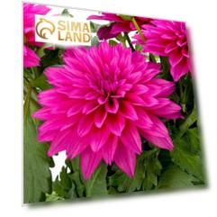 Георгина Labella Maggiore DEEP ROSE, горшок d 14