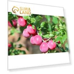 Саженцы Слива "Журавушка", Красно-желтая, 1 шт,  ЗКС,мешок 2л