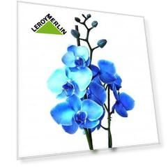 Фаленопсис Блю 12х60 см