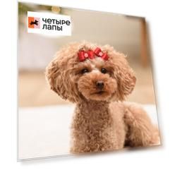 Petmax Бантик объемный с цветочком для собак, 2 шт., 3,5х1,5 см, красный