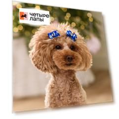 Petmax Бантики объемные с лапками для собак, 3,5х1,5 см, синий, 2 шт.