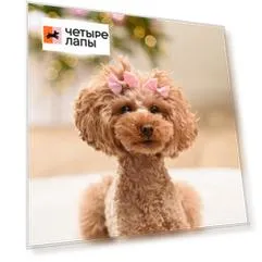 Petmax Бантик для собак, 2 шт., 4х3,5 см, розовый