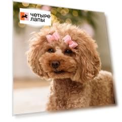 Petmax Бантики с жемчугом для собак и кошек, 3,5х1,5 см, розовый, 2 шт.