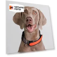 Rungo Накладка светящаяся на ошейник для собак, 14,5х3 см, оранжевая
