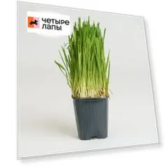 Ассорти Трава для кошек Овес пророщенный в горшочке