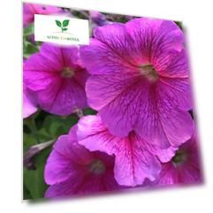 Петуния грандифлора Игл Пинк Вейн 100 др (PanAmerican Seed)