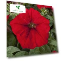 Петуния грандифлора Игл Ред 100 др (PanAmerican Seed)