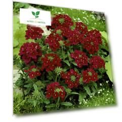 Вербена гибридная Кварц Бордо (PanAmerican Seed) 50 шт