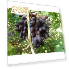 Саженец винограда "Флагман", 1 шт,  Весна 2022