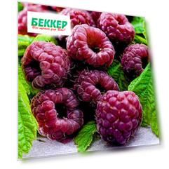 Малина фиолетовая Глен Кое