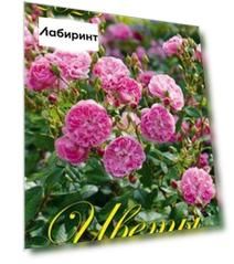 Календарь на 2023 год. Цветы