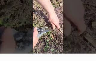 Что делать с ТИМЬЯНОМ ВЕСНОЙ?
