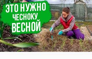 Уход за чесноком весной. ЭТО ВАЖНО СДЕЛАТЬ!