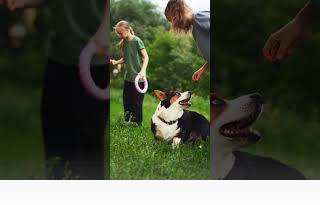 Каникулы с питомцем — ничего на свете лучше нет 🐕😍