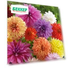 Георгина Декоративная, микс