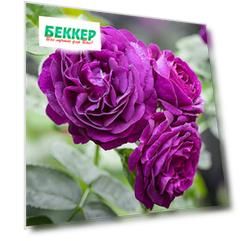 Роза флорибунда Нью Эйдж