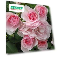 Роза плетистая Клайминг Боника