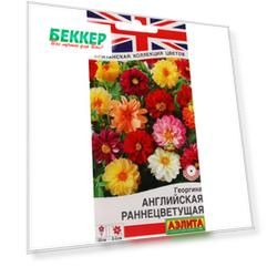 Георгина раннецветущая Английская, смесь окрасок Аэлита