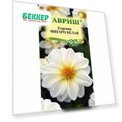 Георгина Фигаро белая Гавриш