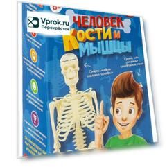 Набор игровой Bondibon Человек кости и мышцы